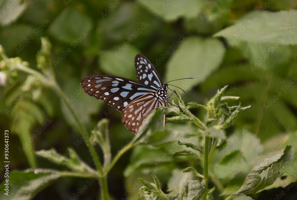 A close-up of a beautiful blue tiger butterfly on Lantau Island in Hong Kong. A close-up of a beautiful blue tiger butterfly on Lantau Island in Hong Kong.