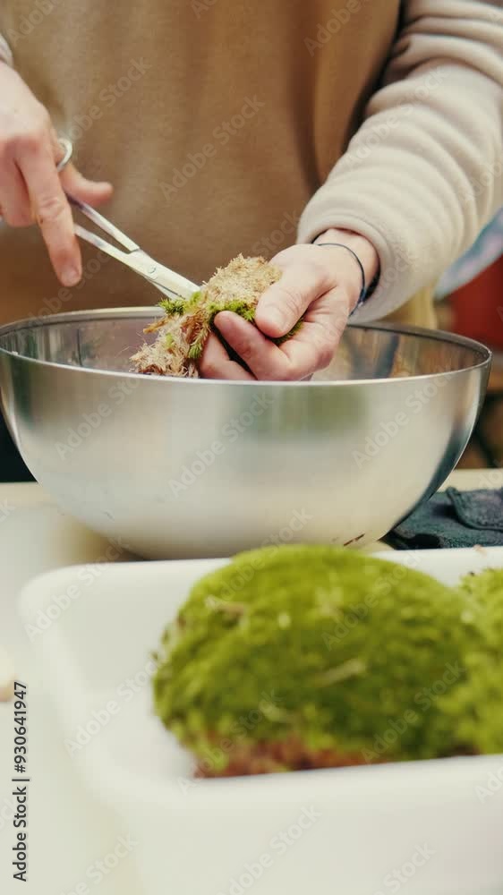 Vertical video, Making terrarium with moss and succulents. Сreating mini garden with indoor plants Vertical video, Making terrarium with moss and succulents. Сreating mini garden with indoor plants