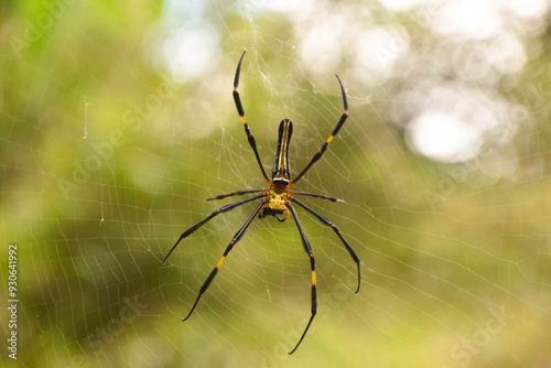 Golden Orb Weaver