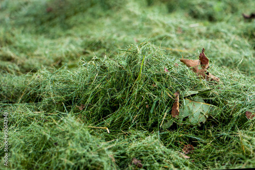 Mown grass. Mowing green mulch. Mown mulched lawn grass.