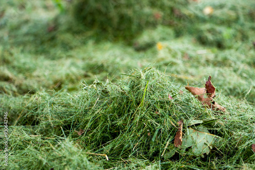 фотографія Mown grass. Mowing green mulch. Mown mulched lawn grass.