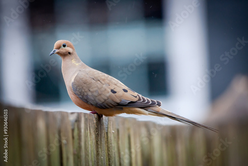 Mourning Dove Bird Photo
