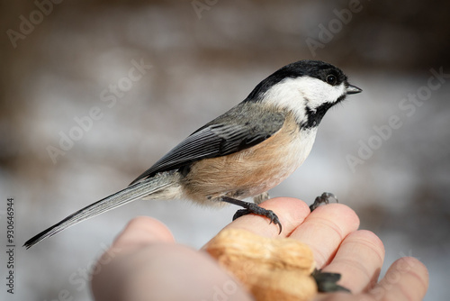 Chickadee eating out of hand bird photo
