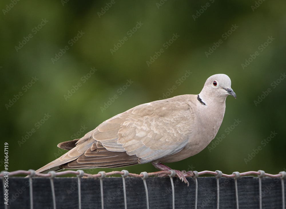 Obraz premium Dove Bird Photo 