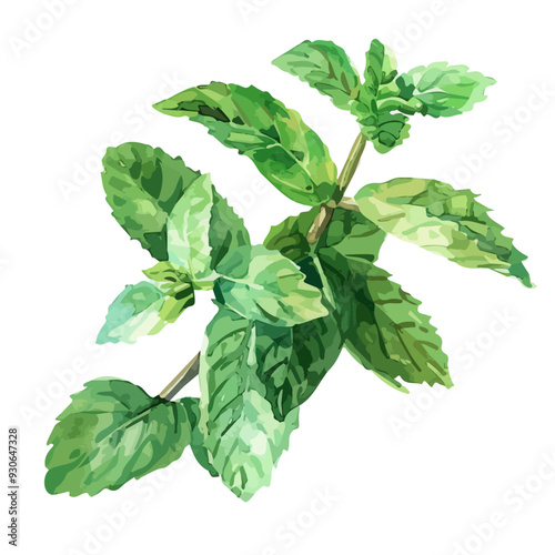 Watercolor vector of Mint leaves, isolated on a white background, and Mint vector