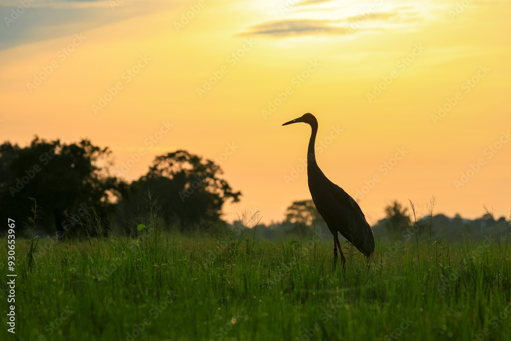 Fototapeta premium The sarus crane is a large nonmigratory crane and a rare bird that lives in wetlands and organic rice fields in Buriram Province, Thailand