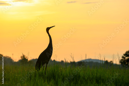 The sarus crane is a large nonmigratory crane and a rare  bird that lives in wetlands and organic rice fields in Buriram Province, Thailand photo