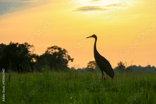 The sarus crane is a large nonmigratory crane and a rare  bird that lives in wetlands and organic rice fields in Buriram Province, Thailand photo