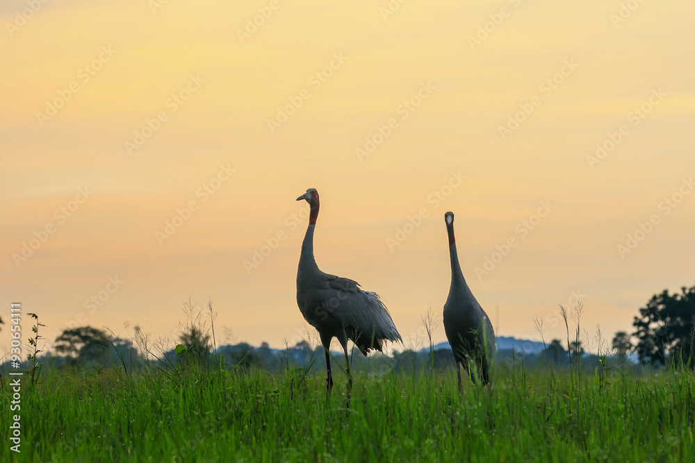 Fototapeta premium The sarus crane is a large nonmigratory crane and a rare bird that lives in wetlands and organic rice fields in Buriram Province, Thailand