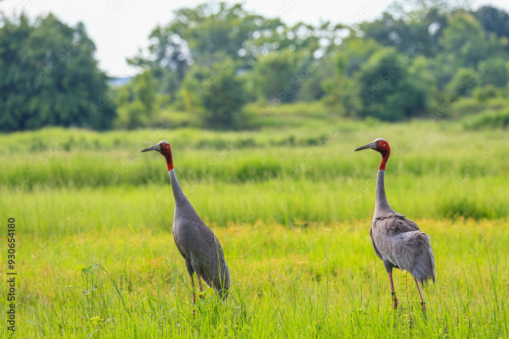 Fototapeta premium The sarus crane is a large nonmigratory crane and a rare bird that lives in wetlands and organic rice fields in Buriram Province, Thailand