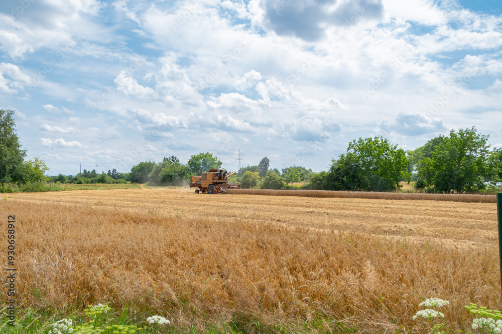 Fototapeta premium Tractor harvesting grain in a field. Men working