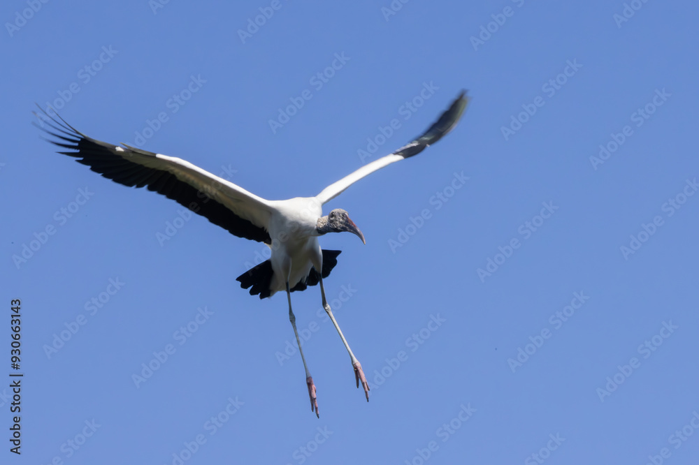 Fototapeta premium Wood stork in nature