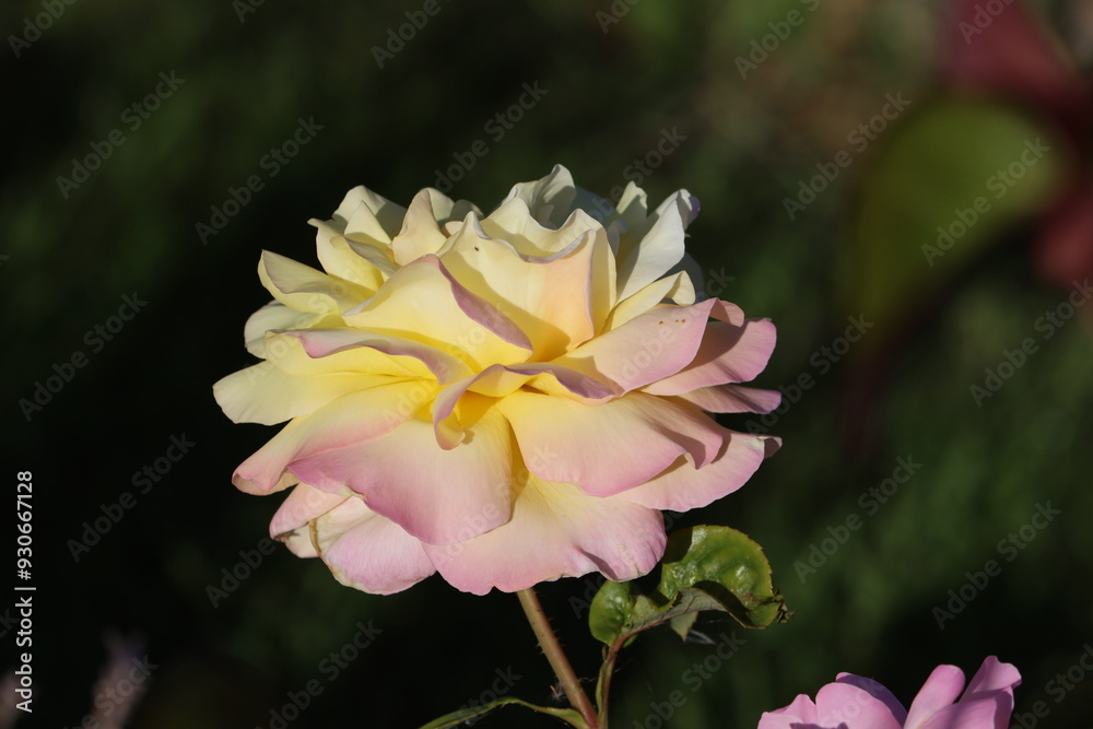 Sweden. The Peace rose, formally Rosa 'Madame A. Meilland', is a well-known and successful garden rose. By 1992, over one hundred million plants of this hybrid tea had been sold. Sweden. The Peace rose, formally Rosa 'Madame A. Meilland', is a well-known and successful garden rose. By 1992, over one hundred million plants of this hybrid tea had been sold.