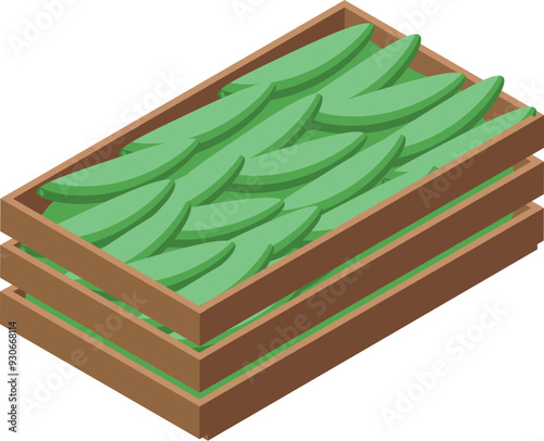 Green beans inside wooden crate for transportation from farm or storage in warehouse