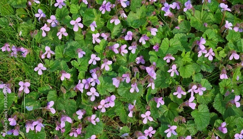 close up texture background of invasive creeping charlie glechoma hederacea perennial wildflower plants growing in a grass lawn photo