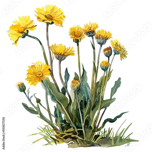 Watercolor illustration of Tussilago plant (Coltsfoot plant), isolated on a white background, and Coltsfoot vector photo