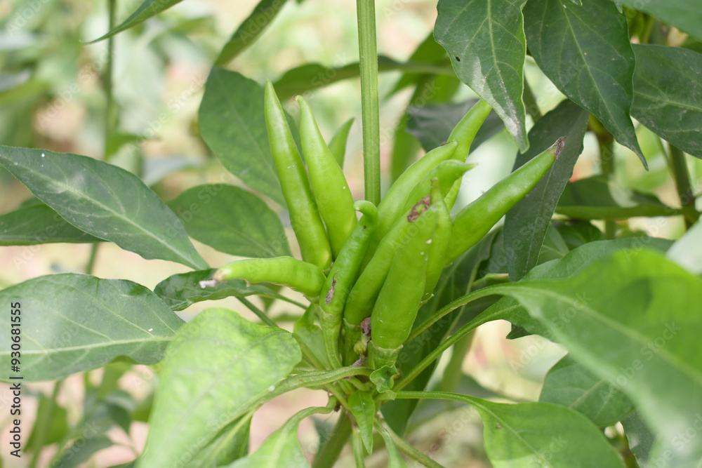 bunch of green chilies on plant, Chili pepper fruit on plant in organic garden agriculture farm, Chilies grow in farm, Green chili plants with leaves, fresh green pepper, green Chili Closeup bunch of green chilies on plant, Chili pepper fruit on plant in organic garden agriculture farm, Chilies grow in farm, Green chili plants with leaves, fresh green pepper, green Chili Closeup