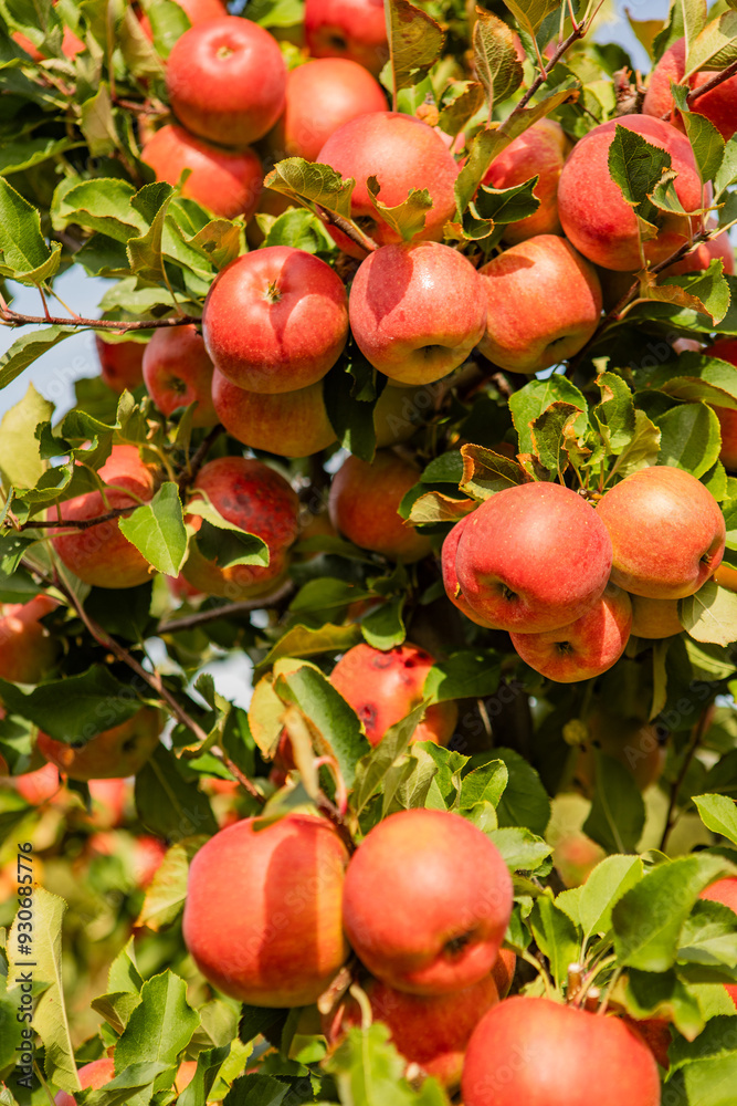 Ripe Red Apples on Branches of Orchard Trees Against Blue Sky in Vibrant Sunlight – Harvest Season in a Lush Fruit Farm Ripe Red Apples on Branches of Orchard Trees Against Blue Sky in Vibrant Sunlight – Harvest Season in a Lush Fruit Farm
