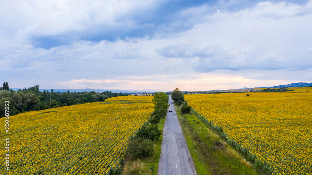 Aerial view of sunflower field at sunset.
