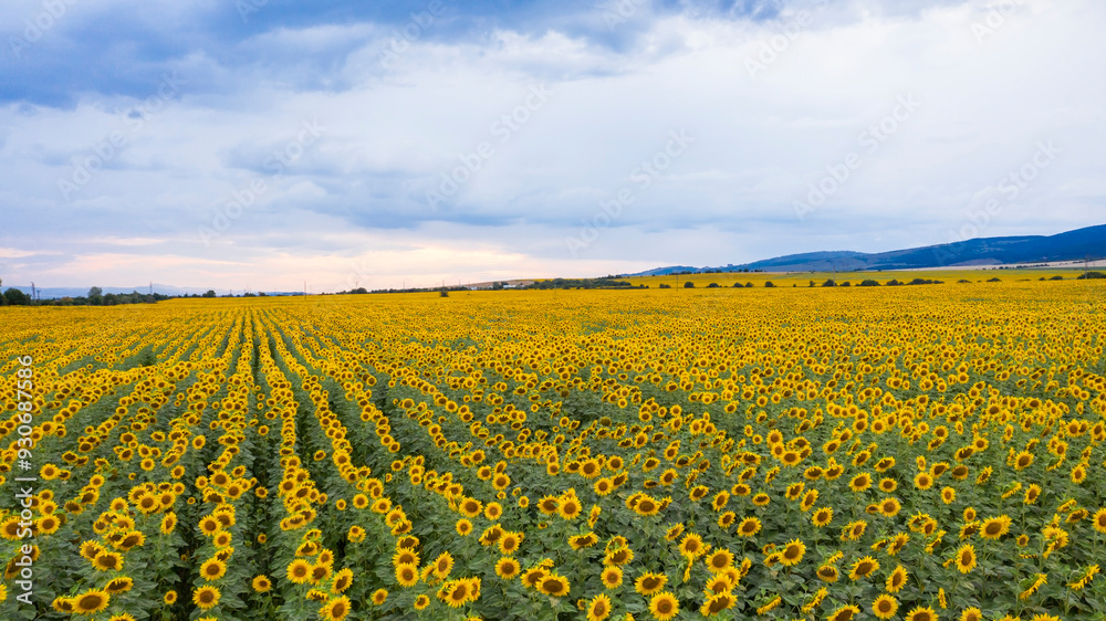 Aerial view of sunflower field at sunset. Aerial view of sunflower field at sunset.