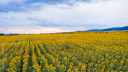 Aerial view of sunflower field at sunset.