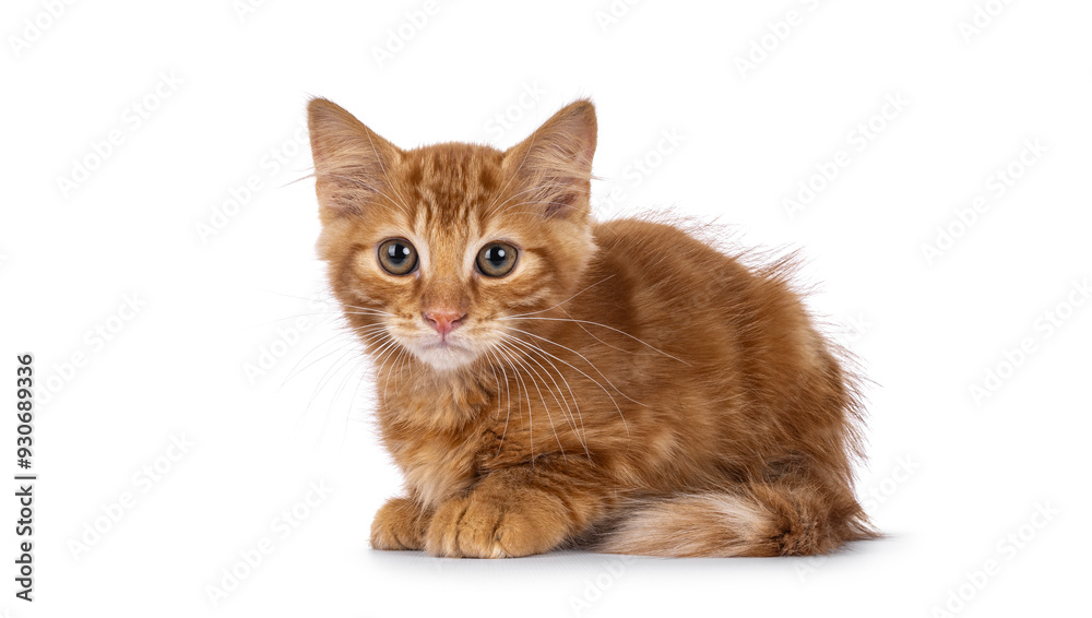 Cute red house cat kitten, laying down side ways. Looking beside camera. isolated on a white background. Cute red house cat kitten, laying down side ways. Looking beside camera. isolated on a white background.