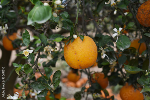 ripe oranges on tree, close-up of a beautiful orange tree with orange, fruit hanging on a tree, Close-up of ripe oranges hanging on a tree in an orange plantation garden, Chakwal, Punjab, Pakistan