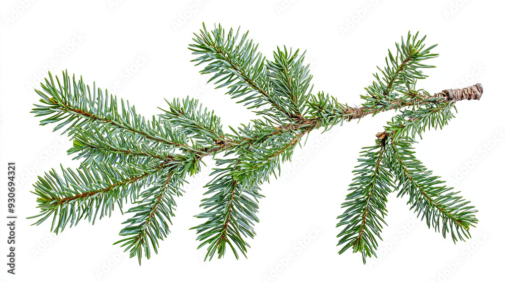Fir Branches and Pine Branch - Isolated on White Background, Evergreen Needles, Winter Holiday Decoration, Nature-Inspired Design Element, Christmas Tree Foliage, Seasonal Greenery, Festive Natural Fir Branches and Pine Branch - Isolated on White Background, Evergreen Needles, Winter Holiday Decoration, Nature-Inspired Design Element, Christmas Tree Foliage, Seasonal Greenery, Festive Natural