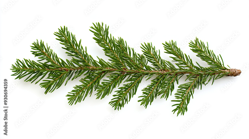 Fir Branches and Pine Branch - Isolated on White Background, Evergreen Needles, Winter Holiday Decoration, Nature-Inspired Design Element, Christmas Tree Foliage, Seasonal Greenery, Festive Natural Fir Branches and Pine Branch - Isolated on White Background, Evergreen Needles, Winter Holiday Decoration, Nature-Inspired Design Element, Christmas Tree Foliage, Seasonal Greenery, Festive Natural