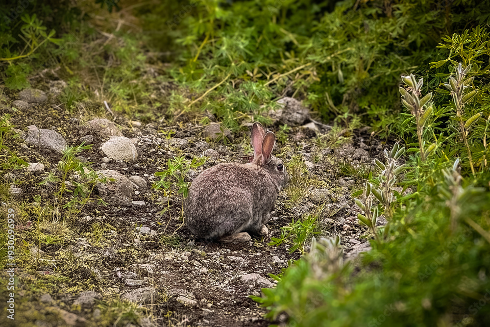 A wild native young rabbit eats and grooms grass on a summer morning in Iceland, Reykjavik. The rabbit looks in the grass. Horizontal. Cute rabbit in the pine trees A wild native young rabbit eats and grooms grass on a summer morning in Iceland, Reykjavik. The rabbit looks in the grass. Horizontal. Cute rabbit in the pine trees