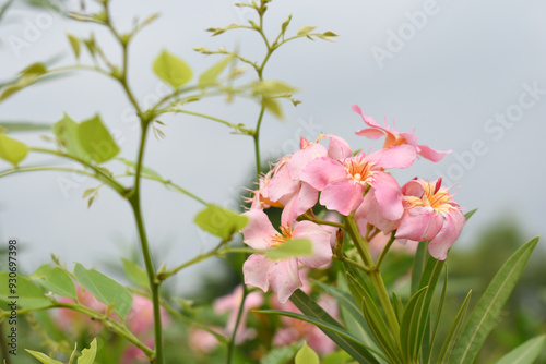 Nerium oleander in bloom, Pink siplicity bunch of flowers and green leaves on branches, Nerium Oleander shrub Pink flowers, ornamental shrub branches in daylight, bunch of flowers closeup photo