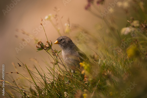 bird on the grass photo