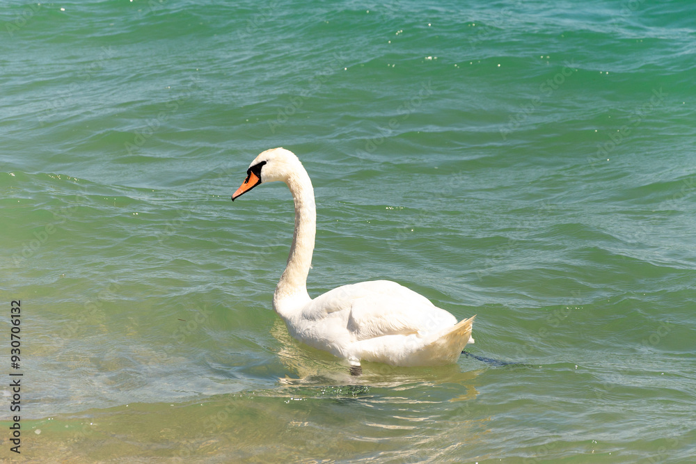 Fototapeta premium A lot of white swans at the sea shore