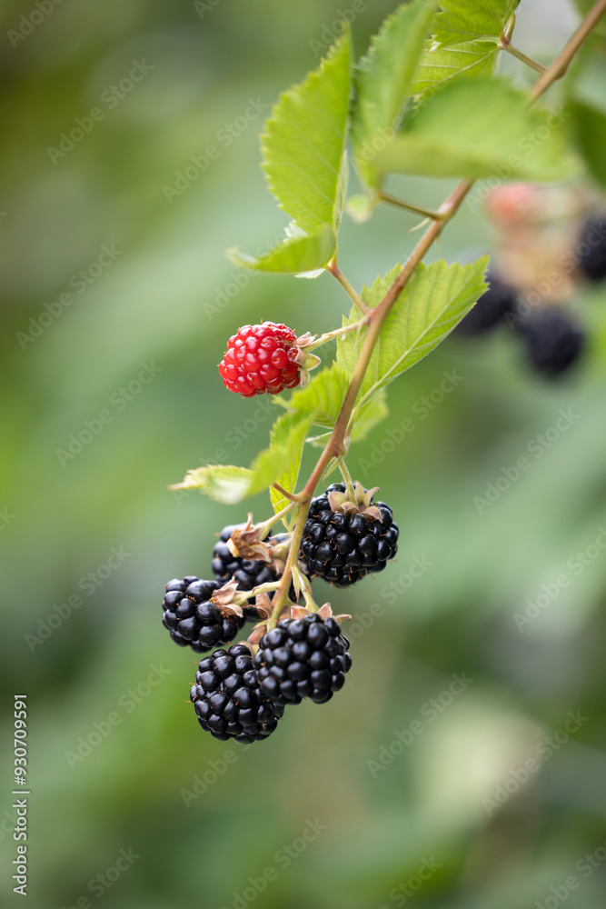 Branch with blackberries close up Branch with blackberries close up