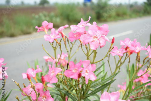 Nerium oleander in bloom, Pink siplicity bunch of flowers and green leaves on branches, Nerium Oleander shrub Pink flowers, ornamental shrub branches in daylight, bunch of flowers closeup