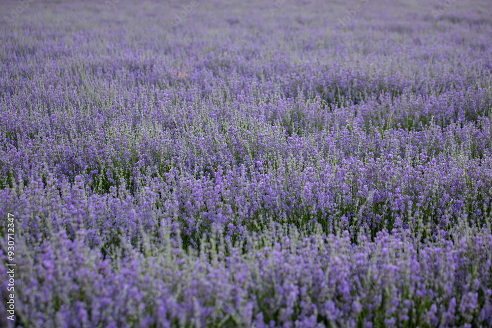 Obraz premium Blooming lavender on the field. Purple lavender flowers.