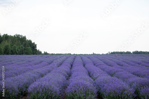 Blooming lavender on the field. Purple lavender flowers.