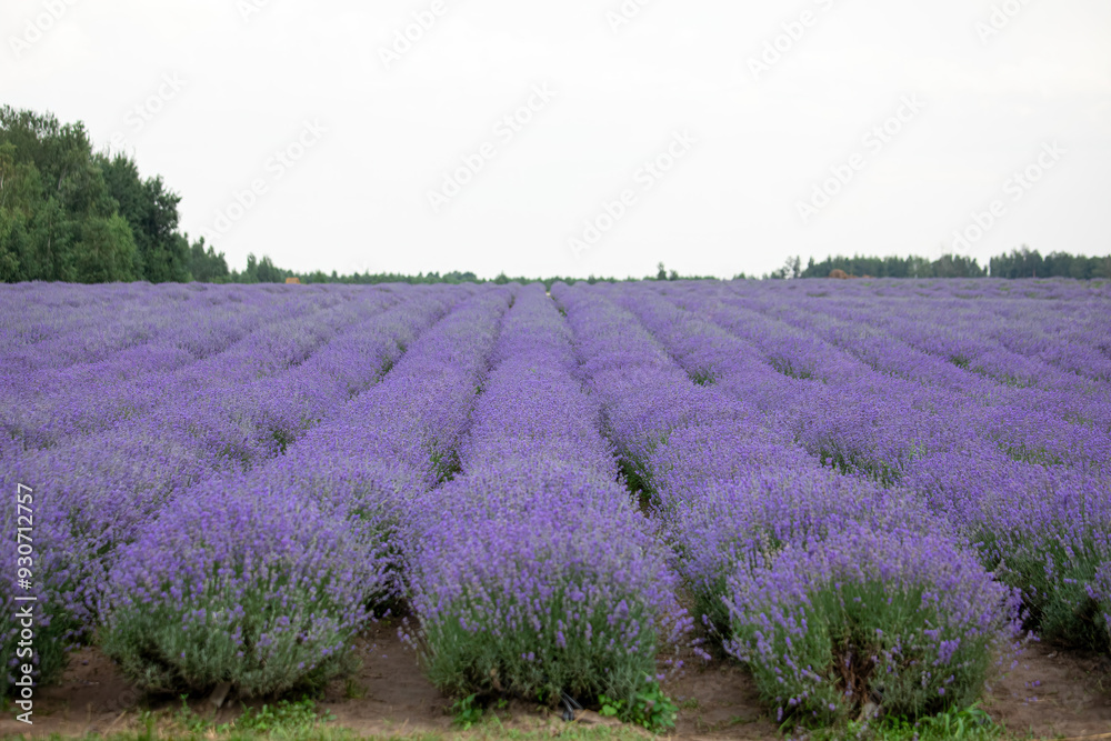 Obraz premium Blooming lavender on the field. Purple lavender flowers.