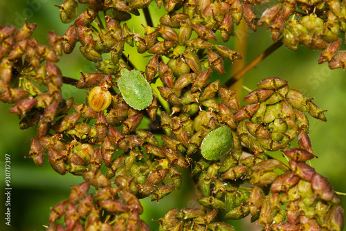 Two Green shield bugs in nymphal stage on seeds of umbelliferous plant photo