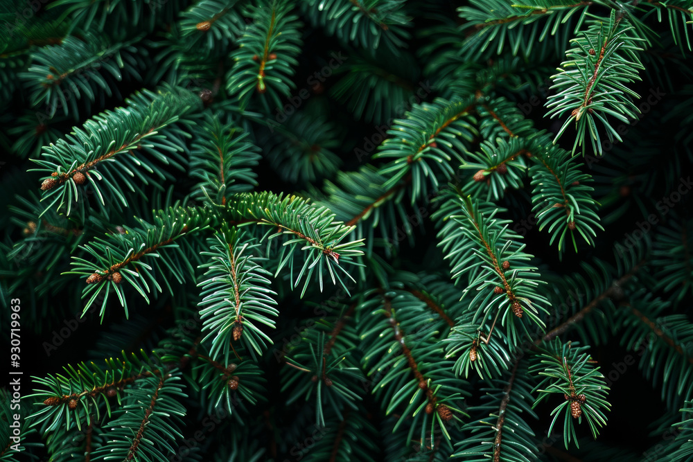 Background of beautiful green spruce branches forming a natural texture Background of beautiful green spruce branches forming a natural texture