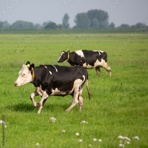 spotted cows run in green summer meadow in holland