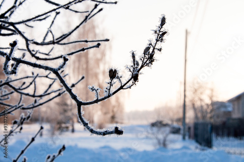 Closeup tree branch covered with frost in winter