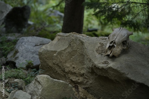 Scull of cow on stone in forest