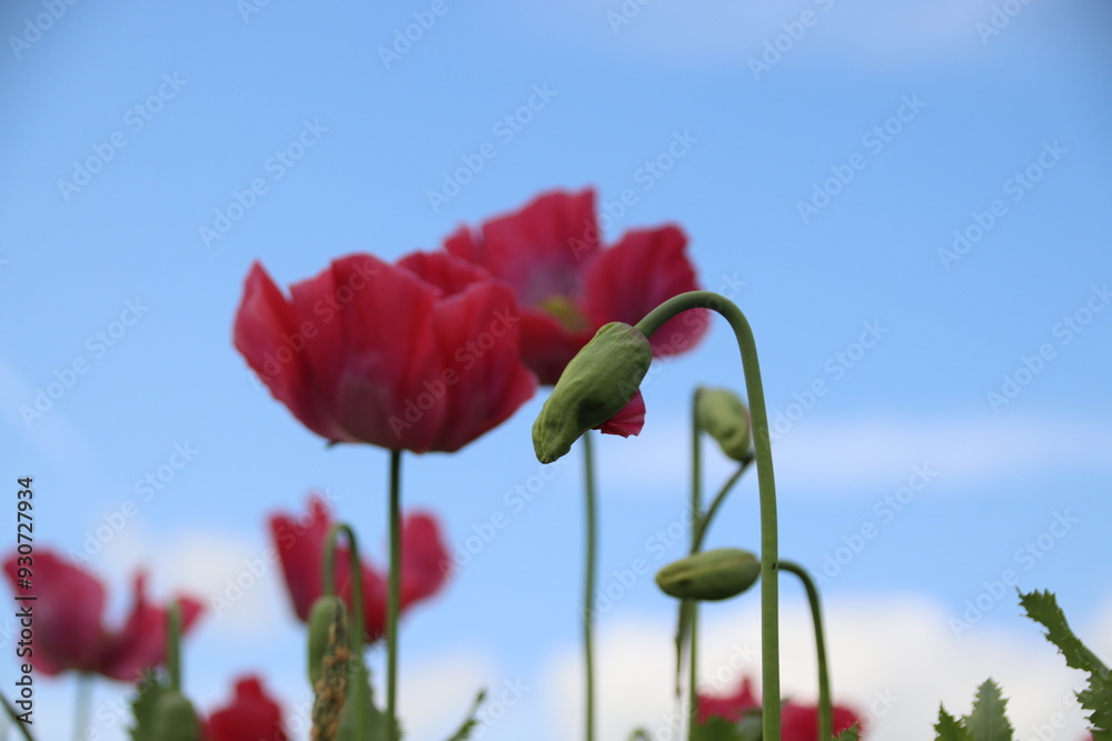 Naklejka premium Mohn