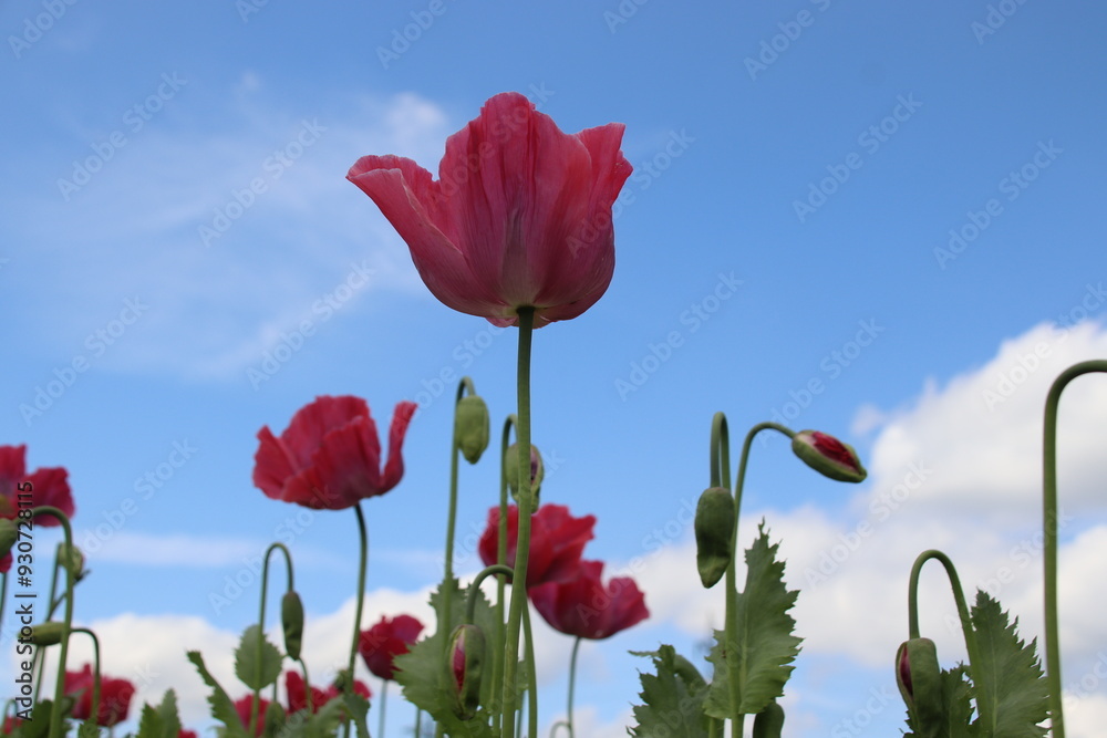 Naklejka premium Klatschrose