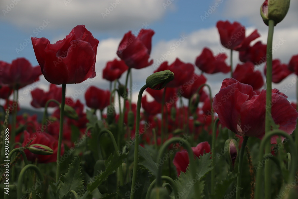 Naklejka premium Mohn