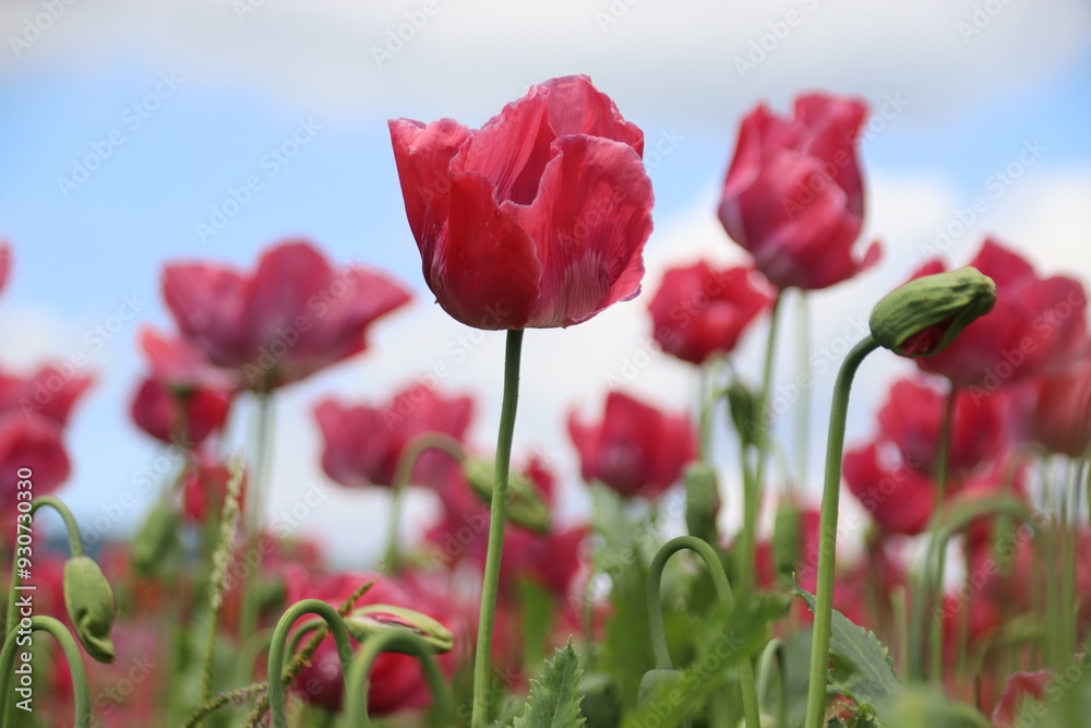 Naklejka premium Mohn