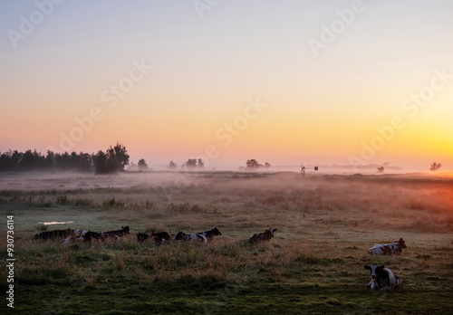 cows in foggy early morning meadow during sunrise in dutch province of overijssel photo