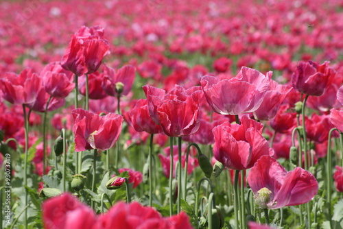 Klappermohn