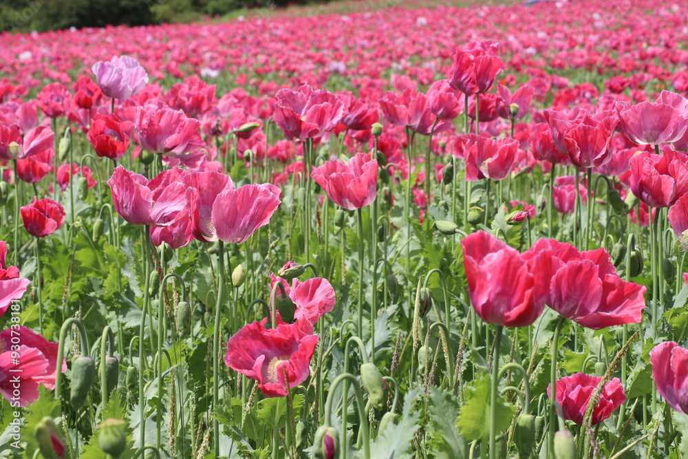 Fototapeta premium Papaver rhoeas